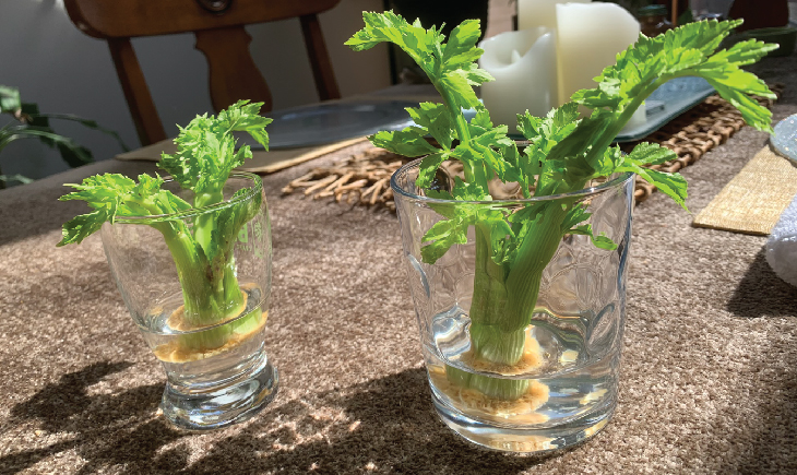 Growing Celery Stalks
