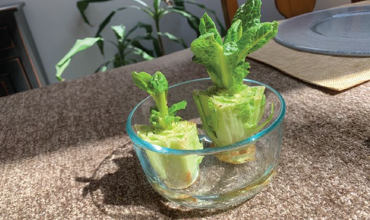 Grow Romaine Lettuce At Home
